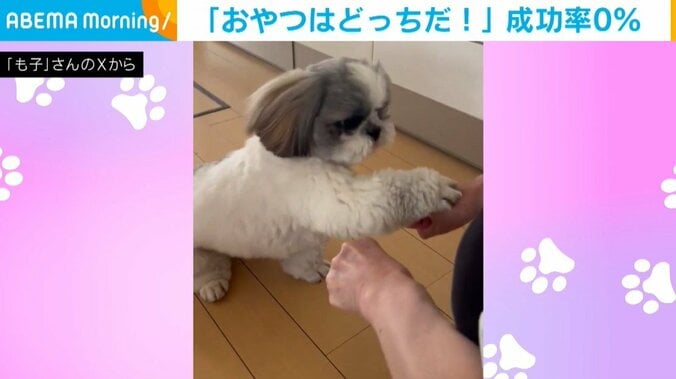 シーズーのわたくん（1歳）