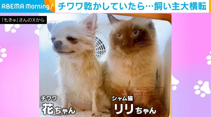 チワワの花ちゃんとシャム猫のリリちゃん