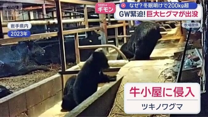 牛小屋に侵入したツキノワグマ