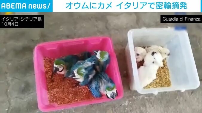 オウムたち