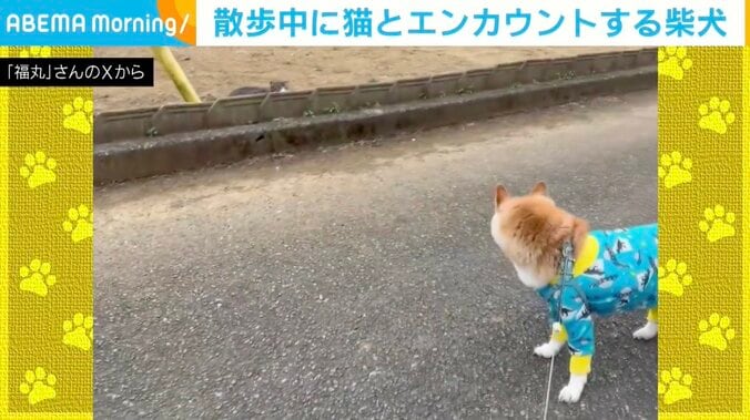 柴犬の福丸くん