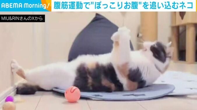 ブリティッシュショートヘアのみゅーちゃん