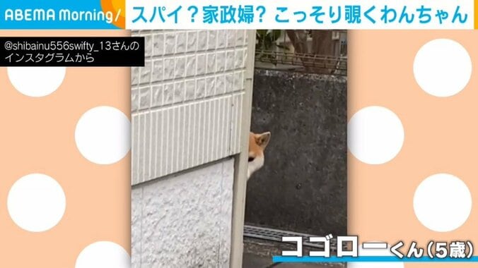 秘密情報員？ 物陰から飼い主を見張る柴犬 スパイばりの動きに「どこで覚えた」「本当は人間なんじゃないか」 1枚目