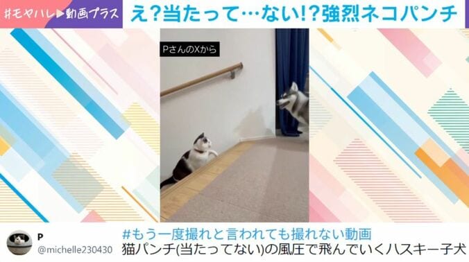 「ミシェル」ちゃんと「ロベルタ」ちゃん