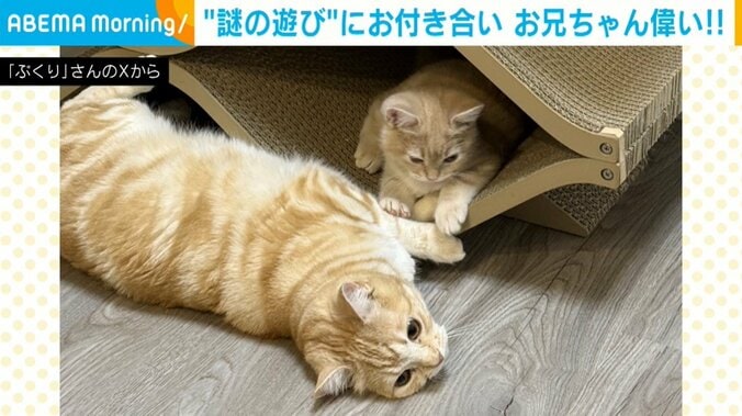 兄猫のポッケくん（2歳）と弟猫のミクくん（6カ月）