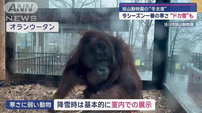 寒さに弱い動物は、暖房のある室内へ