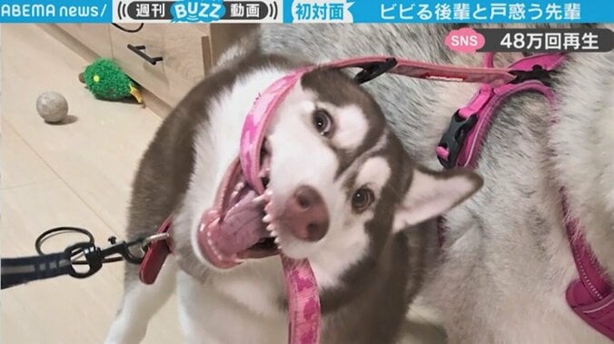 後輩犬の“強烈な個性”にわずか2カ月で立場が逆転…「先輩の困惑が伝わってくる」 1枚目