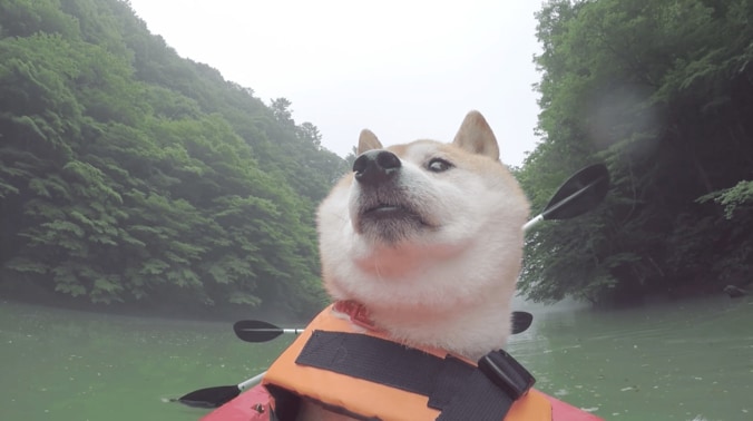 「感動だワン！」柴犬かぼすちゃん、 美しすぎる大自然の中でカヌー挑戦で 1枚目