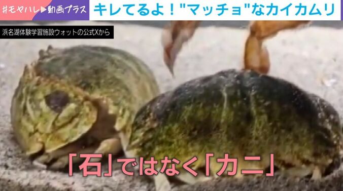 メガネカラッパ