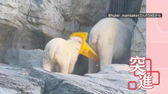 三角コーンをかぶり、お母さんへ突進！