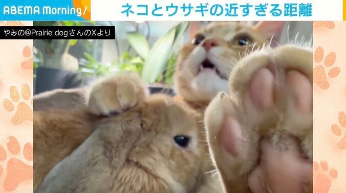 ウサギのポテトくん、猫のピチタロウくん