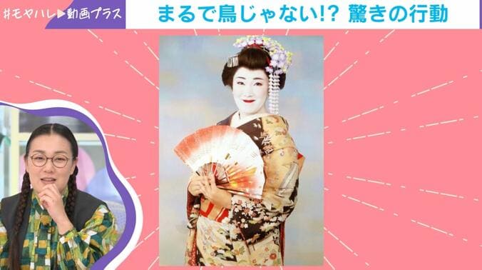 たんぽぽ白鳥の舞妓さん姿