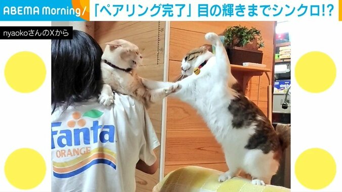 ナナちゃんとテンちゃん