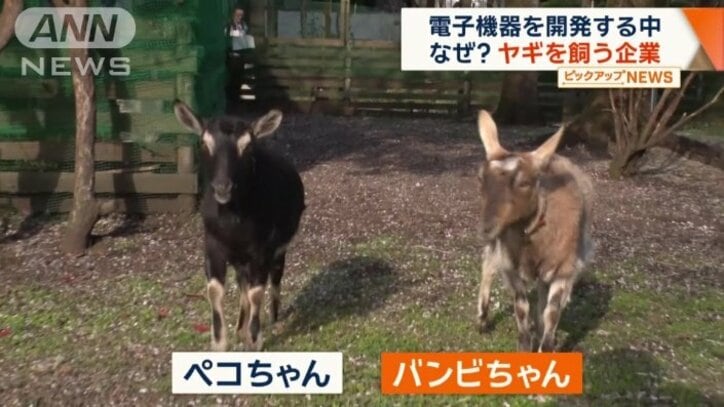 ヤギのペコちゃんとバンビちゃん