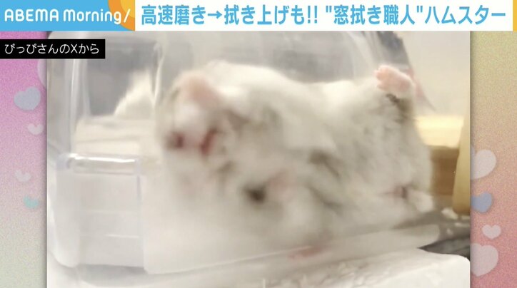 窓拭きするハムスター