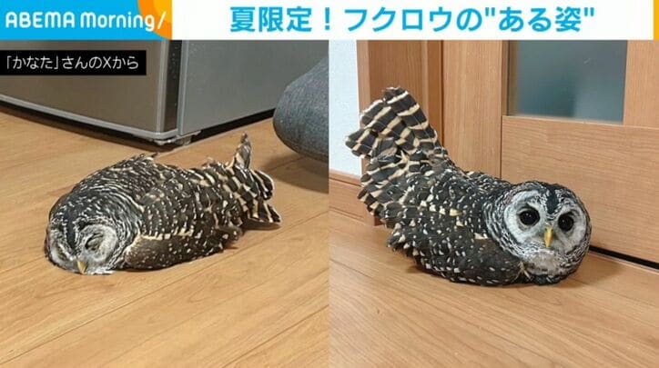 フクロウのかなたちゃん