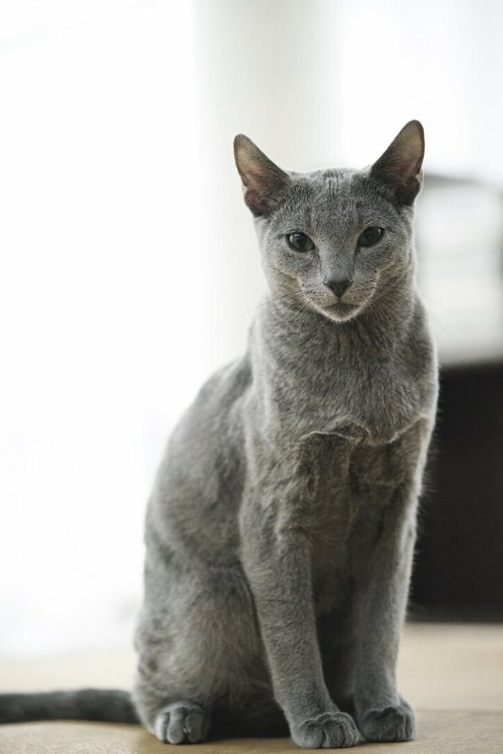 沢尻エリカが体当たりでこじらせアラサー女性を熱演!『猫は抱くもの』予告編映像が解禁