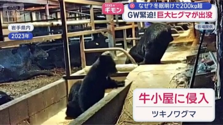 牛小屋に侵入したツキノワグマ
