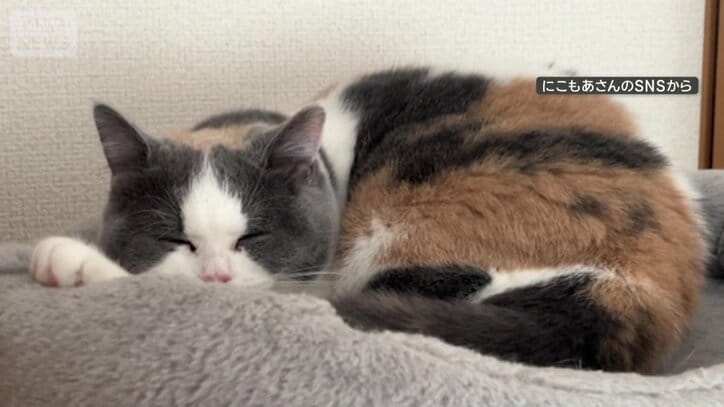 気持ちよさそうにお昼寝