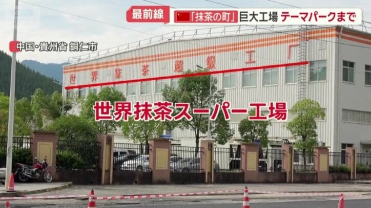 全自動の加工ラインを設けている大規模な抹茶工場