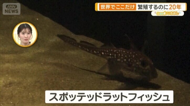 ギンザメの仲間