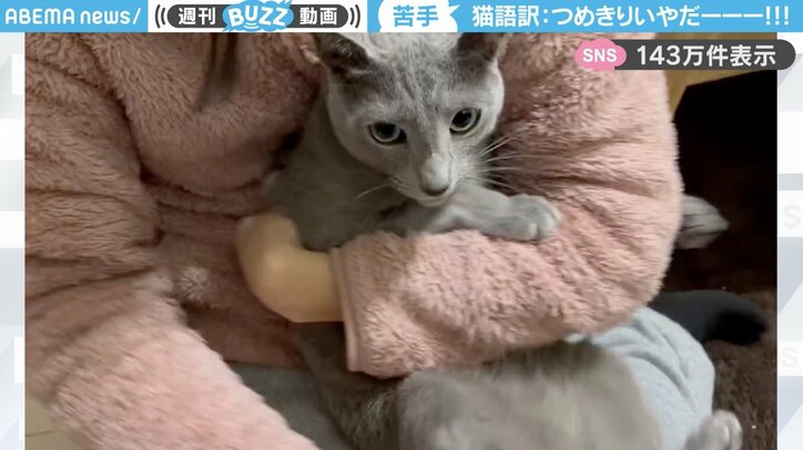 ロシアンブルーの「とあ」くん