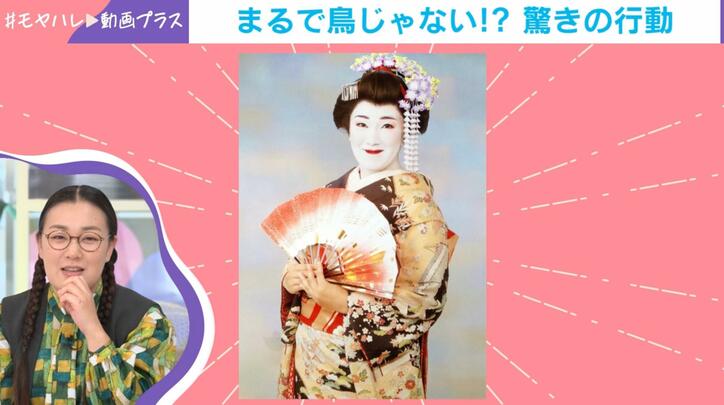 たんぽぽ白鳥の舞妓さん姿