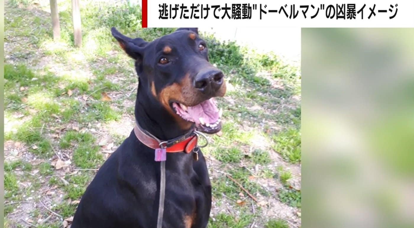 人を噛んで 殺処分 寸前のドーベルマンを保護 問題は犬種ではなく飼い主の育て方 更生に挑んだトレーナー男性が訴え 国内 Abema Times