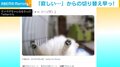 切り替え早っ！愛犬の留守番中の“衝撃の姿”に飼い主「出掛ける前は寂しそうだったのに」