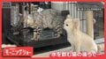 「整列だワン」列に並んで順番待ち! お行儀が良すぎるワンちゃん なぜ律義に並ぶ?