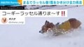 まるで“ラッセル車”！雪原を猛ダッシュするコーギー短い足で力強く雪かき分ける姿が話題「カッコいい！」