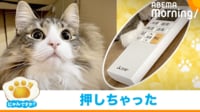 【映像】エアコンを操作する猫