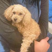 北山みつき『乳がんで亡くなったお友達』