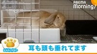 【映像】寝床で“ぺったんこ”になるウサギが悶絶な可愛さ