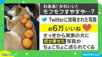 これぞ”鏡餅わんこ”!? みかんを乗せられた柴犬