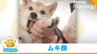 【映像】歯をむき出しにしたまま固まる柴犬
