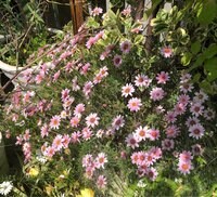 市川海老蔵『ババ抜き負けて』