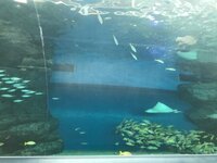 アレクサンダー『海に別荘‼️が欲しいのんちゃん』