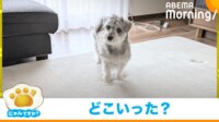 【映像】やせ我慢?こたつにもぐった犬の姿