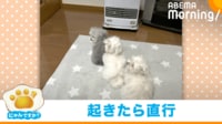 【映像】犬家族の並び方が“年功序列ではない理由”