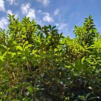 モト冬樹『ショック!』