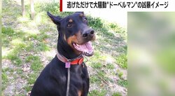 人を噛んで“殺処分”寸前のドーベルマンを保護 「問題は犬種ではなく飼い主の育て方」更生に挑んだトレーナー男性が訴え