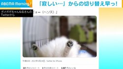 切り替え早っ！愛犬の留守番中の“衝撃の姿”に飼い主「出掛ける前は寂しそうだったのに」