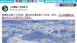極地撮影家も感動！ 大海原でイルカの大群と奇跡的に遭遇 美しい光景が心を打つ