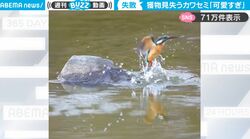 野生のスゴ腕ハンター・カワセミ、いざ獲物を捕らえようとするも…まさかの結末！貴重な映像が話題に