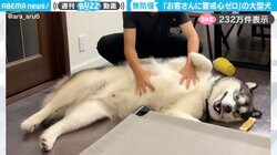 警戒心ゼロ！お客さんにお腹を撫でられまくる大型犬が、SNSで話題「でか可愛い！」「こんな甘えん坊犬いたら毎日遊びに来ちゃう」