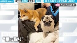 「ファールだろ！」柴犬の悪質行為にパグ大困惑 素知らぬ顔の“犯行”に「素晴らしい横取り」と意外な反響