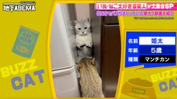 先輩猫の攻撃を避け…やめてにゃ！冷蔵庫に挟まった猫の絶体絶命の表情が可愛すぎる