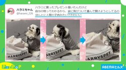 まるでアニメ！ “人間の子どものように”プレゼントを開封する犬に「守りたいこの笑顔！！」と絶賛の嵐