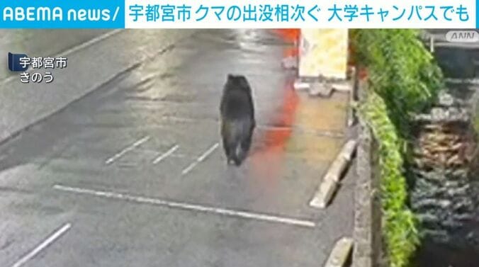 走るクマ